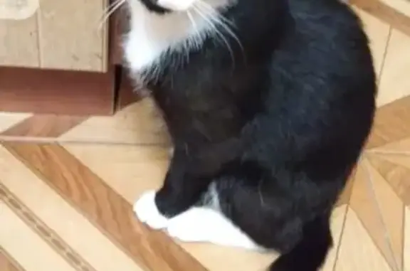 Кошки потеряшки, Санкт-Петербург, фото: Потеряшка кошка Арчи на Фермском шоссе 36, СПб.