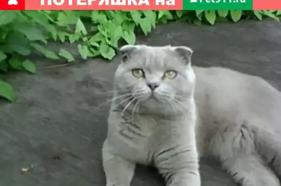 Пропал кот на улице Станционной в Дёмском районе г.Уфы