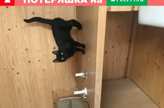 Кошки потеряшки, Санкт-Петербург, фото: Потеряшка кошка на Кондратьевском проспекте с белым пятном