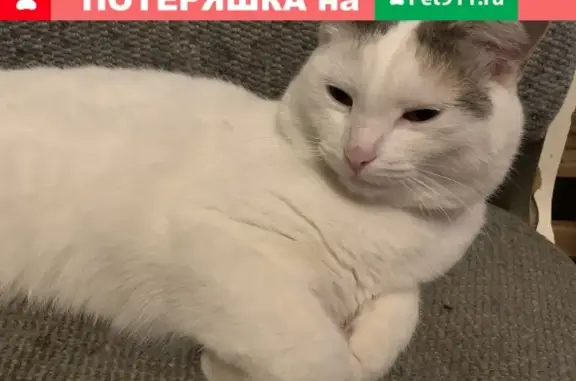 Пропала кошка Белка на улице Юных Ленинцев, Москва