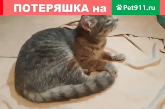 Найдена кошка серого окраса на Садовой, 9