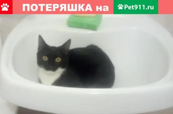 Пропала кошка Кот Сема в Челябинске