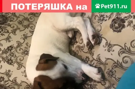 Пропала собака в дачном поселке Удельная, Московская область