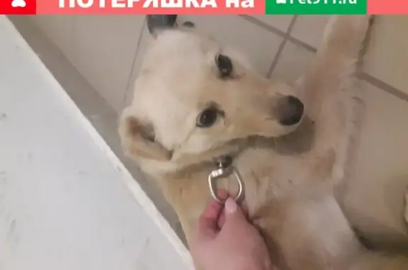 Найдена собака в Казани на Молодёжной улице