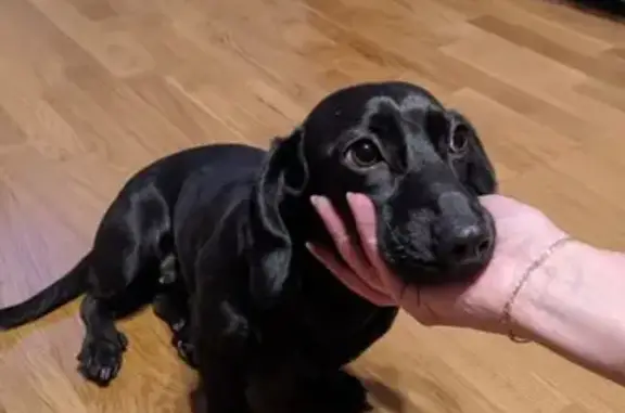 Собака Такса найдена в Обнинске на улице Горького.