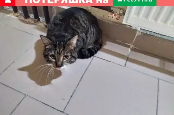 Найдена ласковая кошка в Шушарах, Вишерская улица 1к1