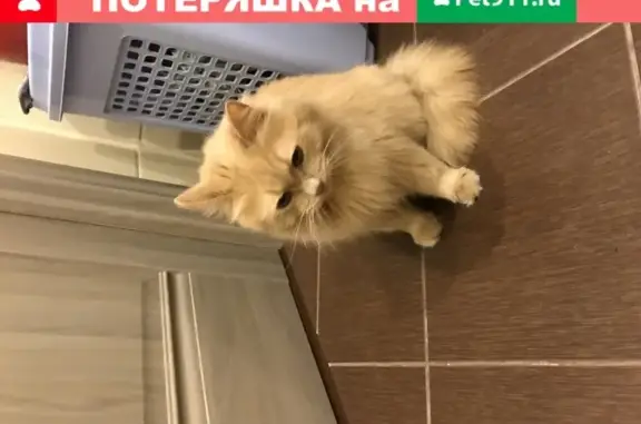 Рыжая кошка с ошейником в Санкт-Петербурге