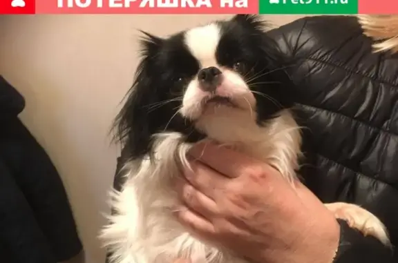 Пропала собака в Обнинске, вознаграждение за находку