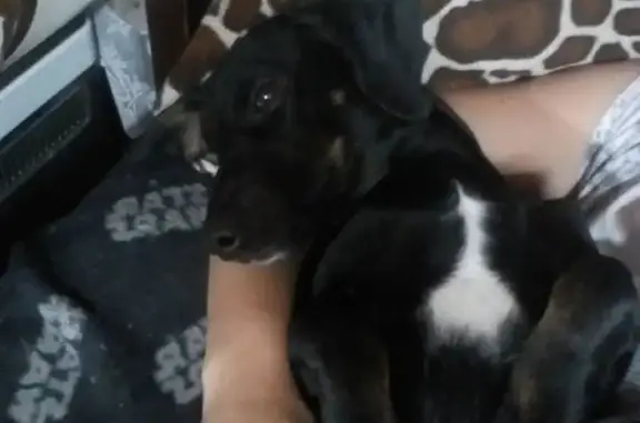 Собаки потеряшки, Томск, фото: Потеряшка собака Чип на ул. Мичурина, Томск