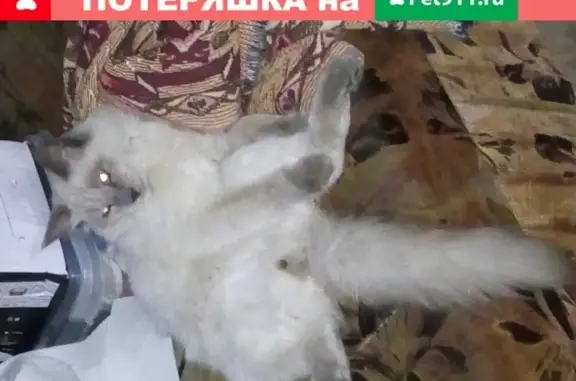 Пропала кошка в Саратове, Невский маскарадный годовалый кот