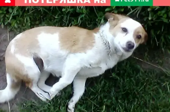 Пропала собака Фиона в Чебоксарах, ул. Байдукова, 5