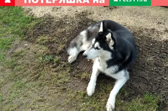 Собака-Хаски найдена в садовом товариществе Красный Октябрь, Истра