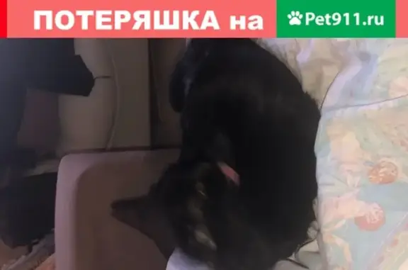 Найдена кошка на Чусовской, Москва