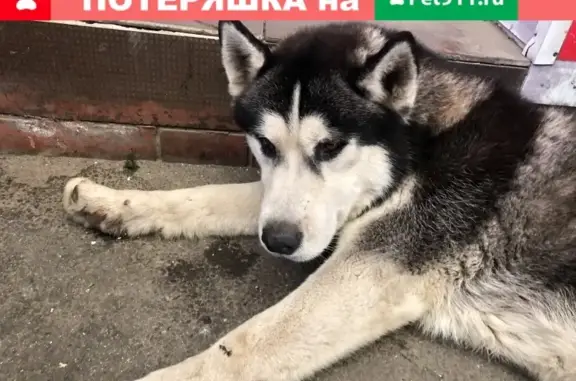 Собака найдена на пересечении Коммунаров и Гоголя, Краснодар.