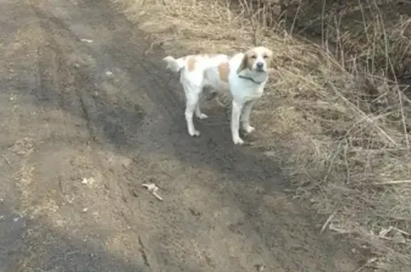 Найдена собака в Берендеево, ищет хозяина.