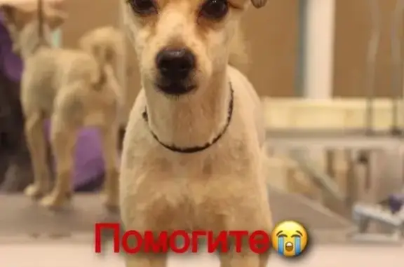 Пропала собака возле метро Черкизовская, видели в районе Семёновская и Соколиной горы.