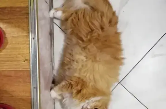 Пропала рыжая кошка в Ростове, Александровский Спуск