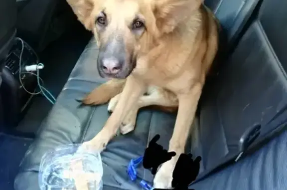 Найдена собака с синим ошейником на Пятницком шоссе