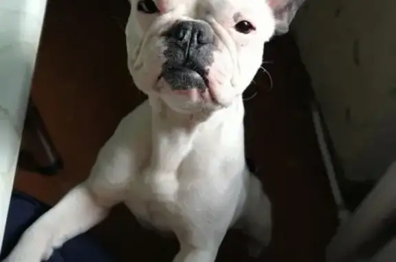 Собаки потеряшки, Томск, фото: Потеряшка собака Боня на улице Томск-Северный МПС