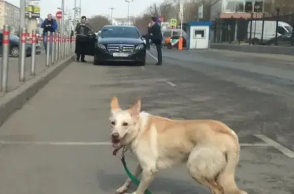 Собака потеряшка у метро Тульская, лапы разбиты в кровь