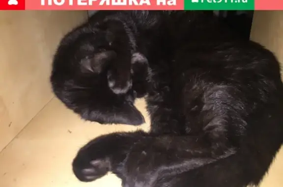 Пропала чёрная кошка на Кастанаевской, Москва