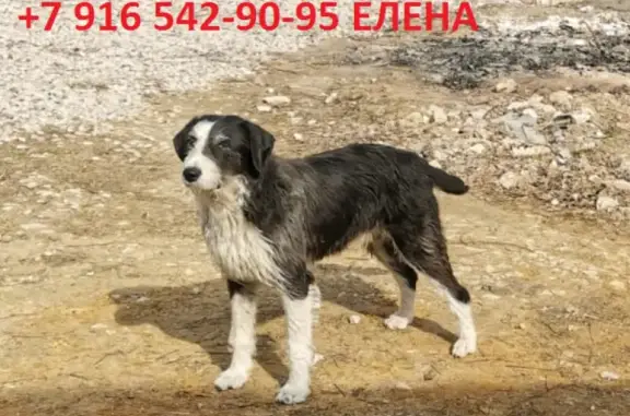 Найдена собака в СНТ Патаповское, ищем куратора/хозяина (Москва возможна)