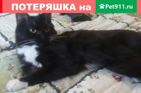 Пропала кошка на улице Карла Маркса, 25