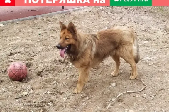 Найдена собака Овчарка на ул. Боголюбская, д.21А в Пушкино.