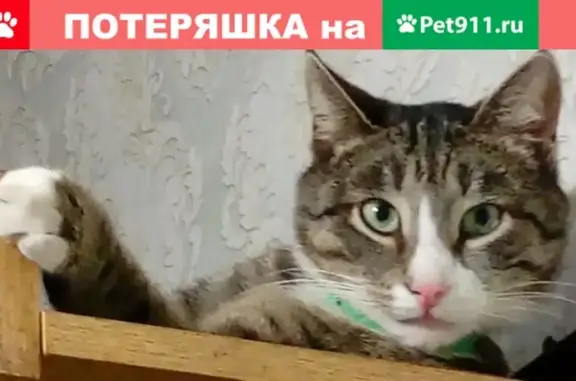 Пропала кошка Федя на улице Клязьминская, 34.