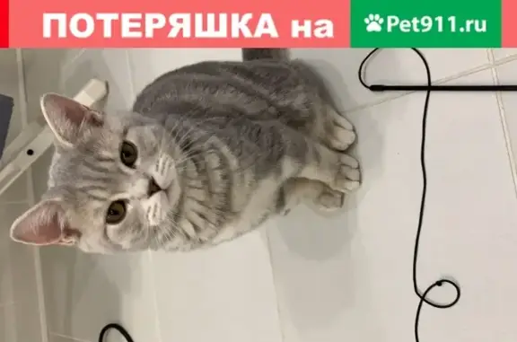 Кошки потеряшки, Нижневартовск, фото: Потеряшка кошка Брюс-британец, Пермская 15, Нижневартовск