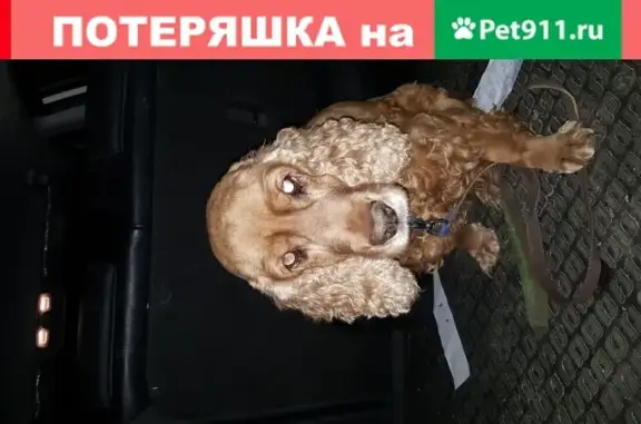 Найдена собака возле Чехова