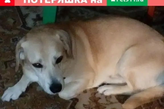 Пропала собака Богдан в Богородском, вознаграждение