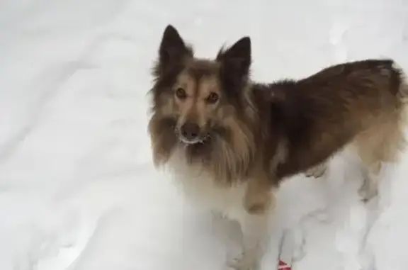 Пропала собака в Электрогорске, вознаграждение гарантировано!