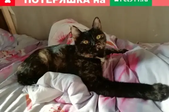 Пропала кошка Мася на Широкой улице, Москва