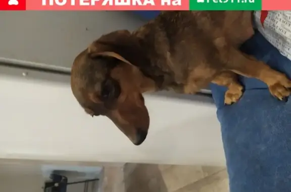 Собака Такса найдена на ул. Некрасова, 39 в Абакане.