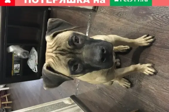 Найден щенок метис возрастом 7 мес во Владивостоке
