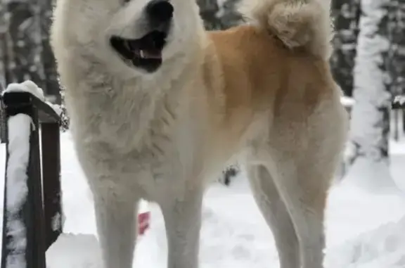 Пропала собака Нобу в Заельцовском районе, Новосибирск