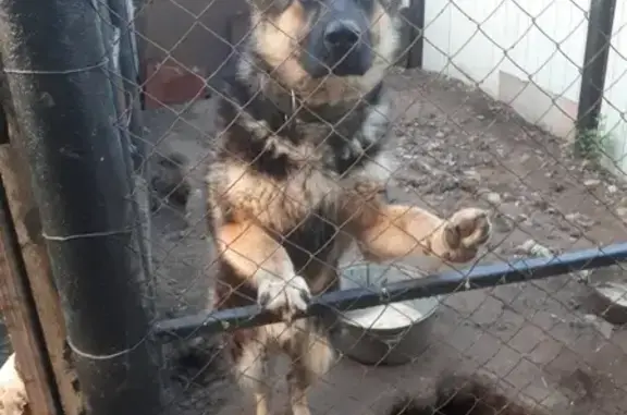 Пропала собака Цезарь в Нерчинске, Забайкальский край