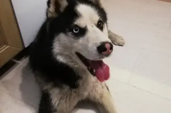 Собака найдена в Чехове без ошейника