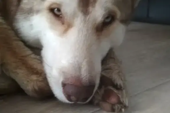 Найдена собака на ул. Ворошилова, Челябинск