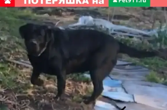 Пропала собака Чёрный Лабрадор в Стрелковом лесу