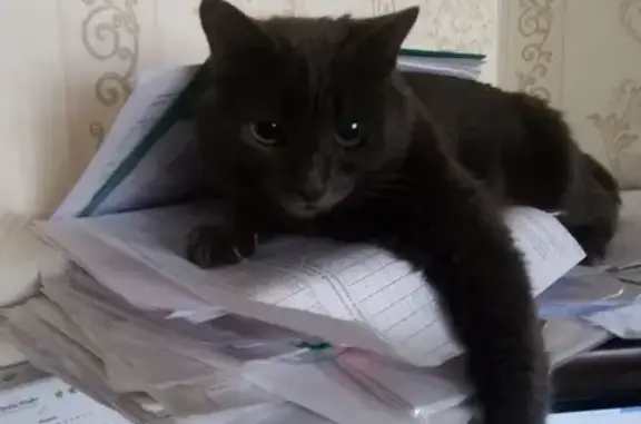 Кошки потеряшки, Санкт-Петербург, фото: Потеряшка кот на ул. Димитрова 4к1, с дефектом левого глаза.