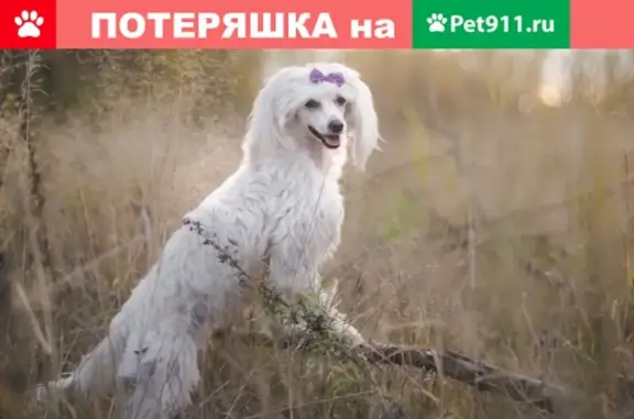 Потерянные животные Сургут, фото: Пропала собака Викси в районе Гагарина-Просвящения, Сургут