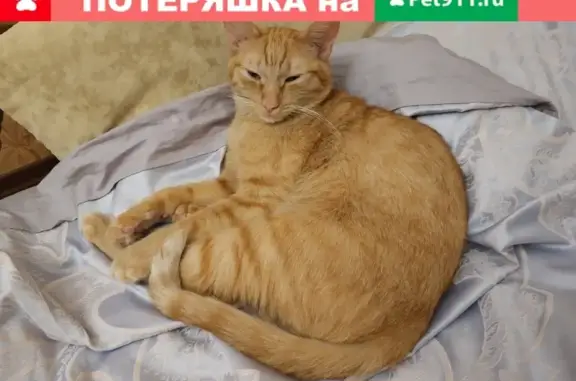 Пропал кот Максик в Трёхгорке, Московская область