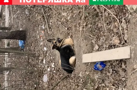 Найдена немецкая овчарка возле СНТ Лесхоз