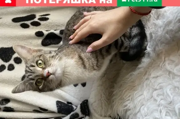 Найдена кошка в Иваново на Шереметевском проспекте
