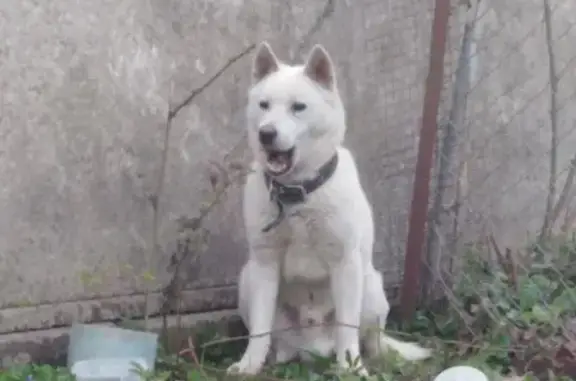 Найден пёс в Крымске на Российской улице