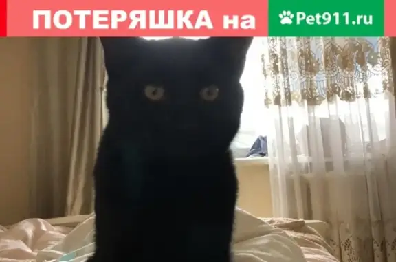 Найден черный котик на Чусовской улице