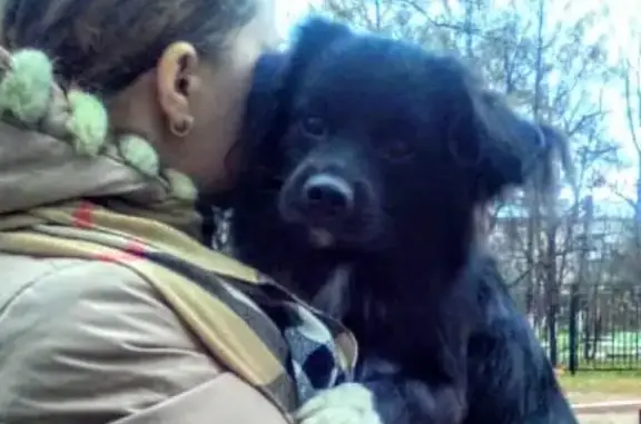 Собаки потеряшки, Хабаровск, фото: Потеряшка собака Тобик в Индустриальном районе, Хабаровск