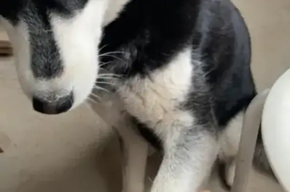 Найдена собака, Москва, фото: Найдена Хаски в деревне Тетеринки, Москва